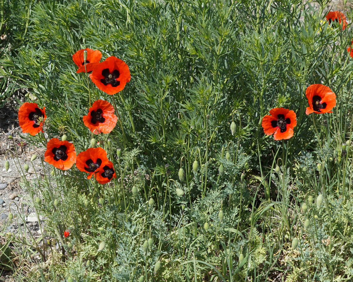 Изображение особи Papaver commutatum.