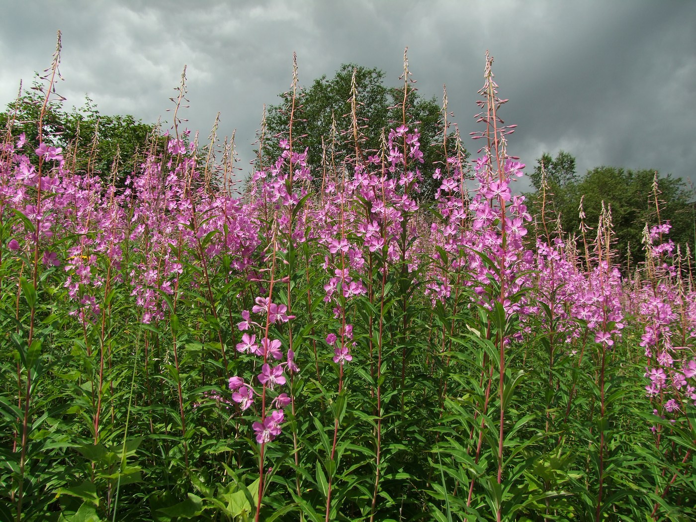 Изображение особи Chamaenerion angustifolium.