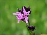 Coccyganthe flos-cuculi