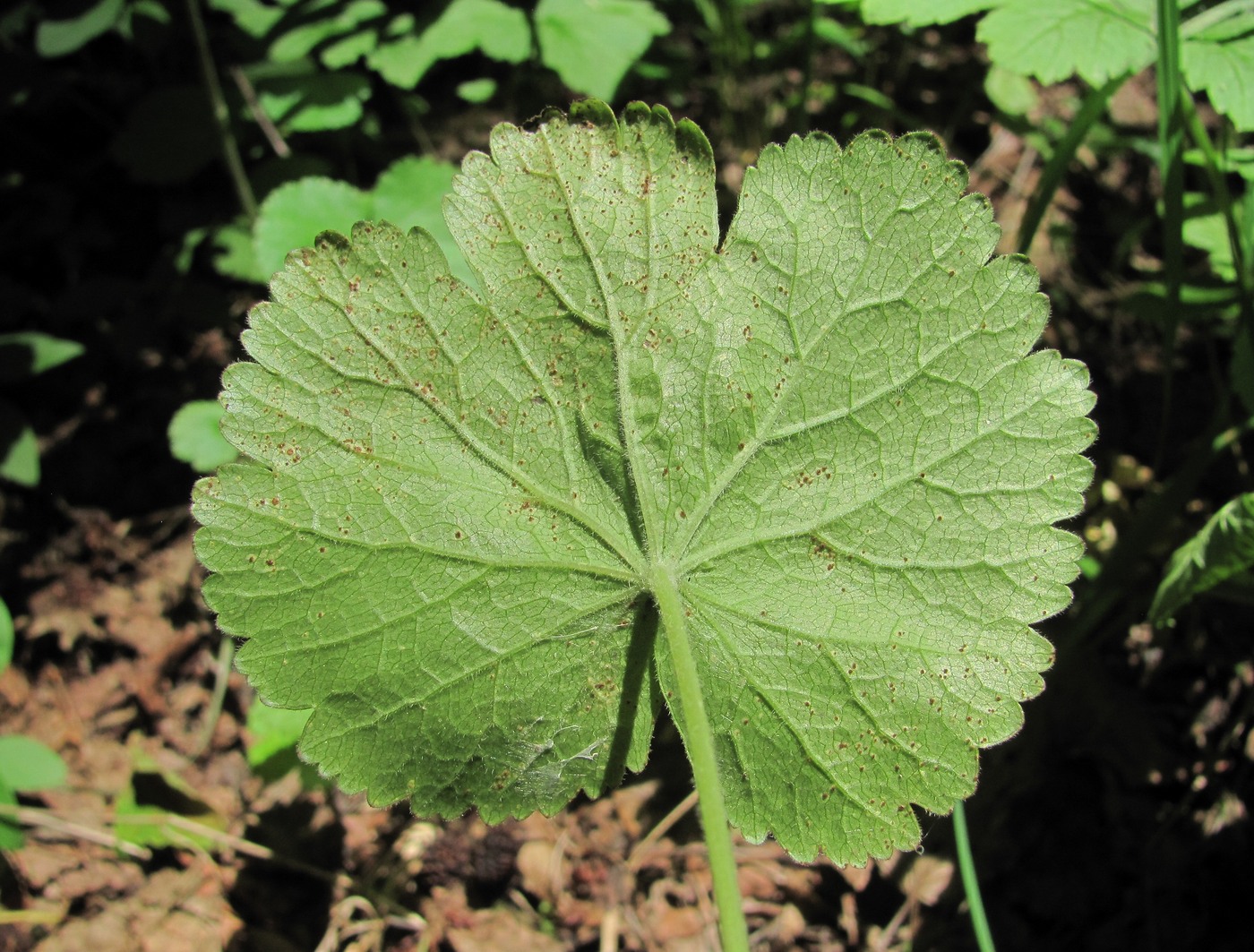 Изображение особи Pimpinella tripartita.