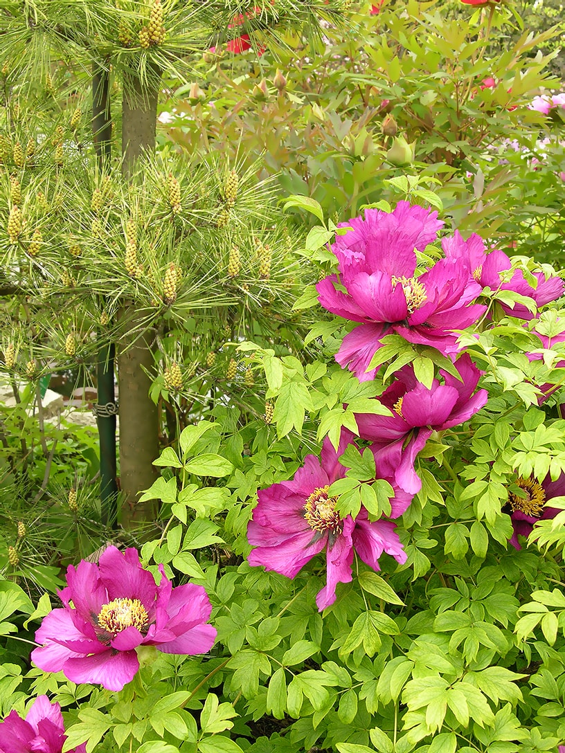 Image of Paeonia suffruticosa specimen.
