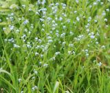 Myosotis arvensis
