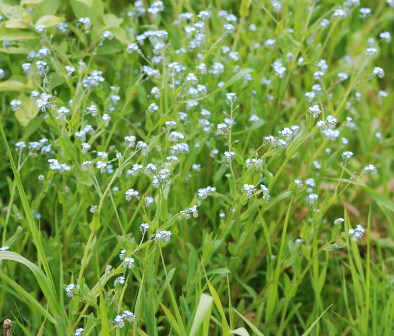 Image of Myosotis arvensis specimen.