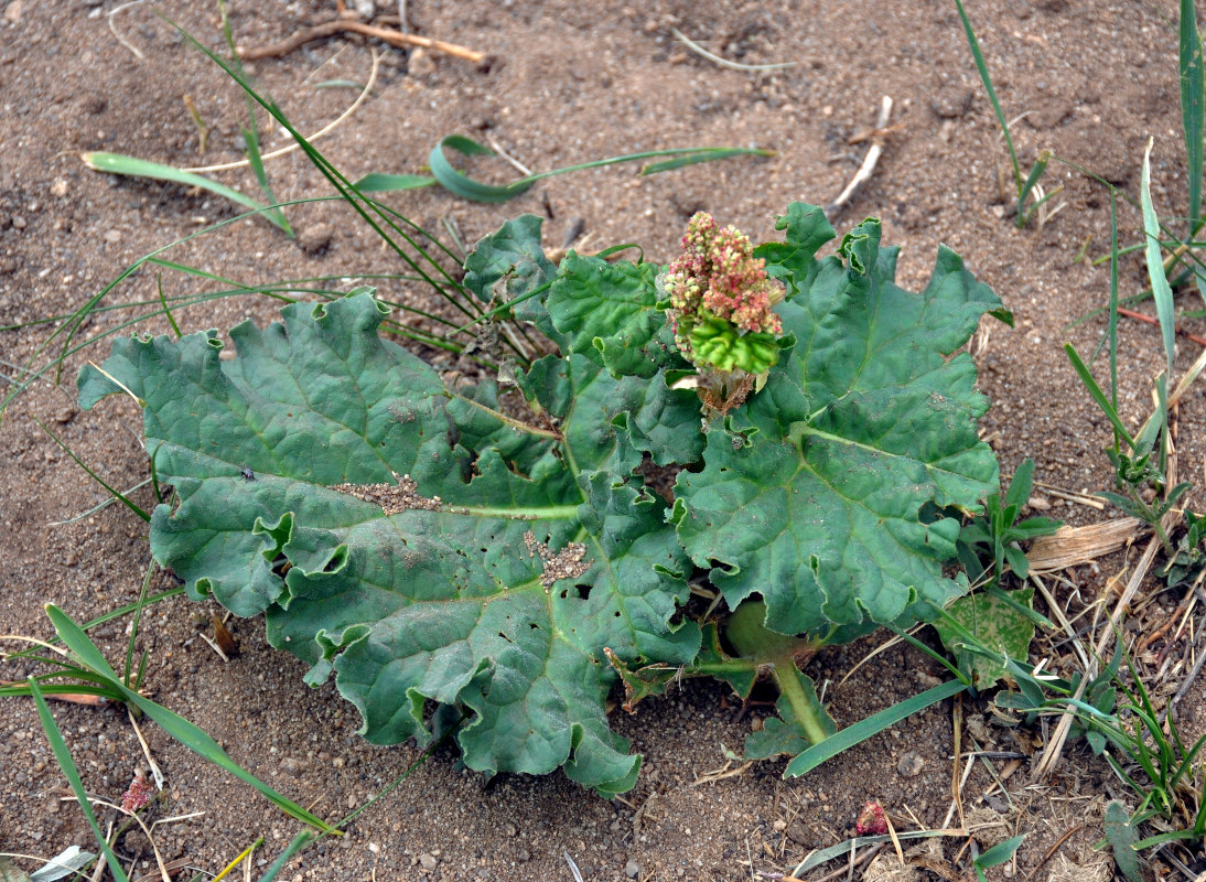 Изображение особи Rheum rhabarbarum.