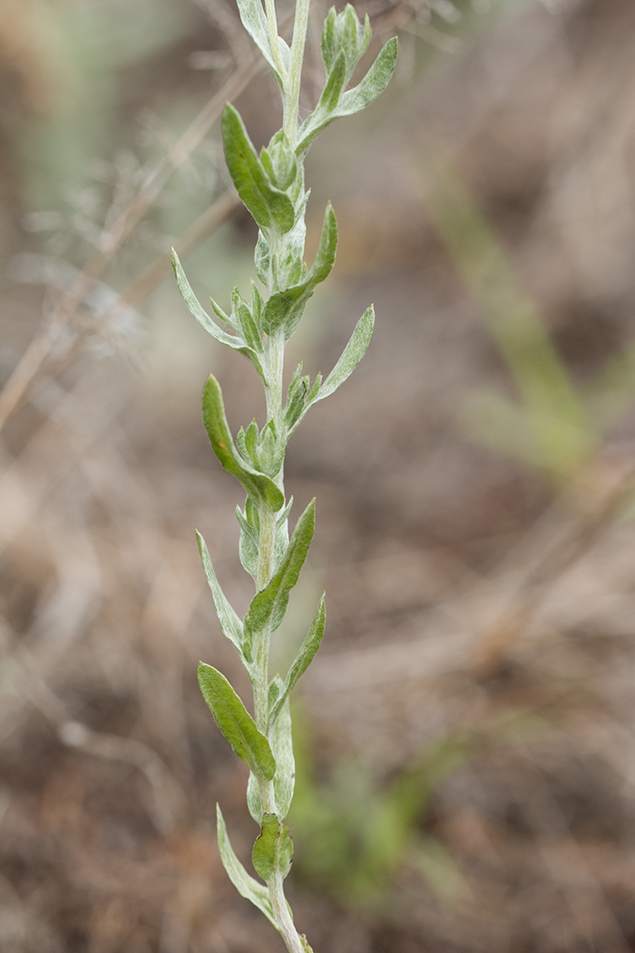 Image of Filago arvensis specimen.