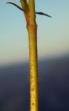 Image of taxon representative. Author is Евгений Пахомов