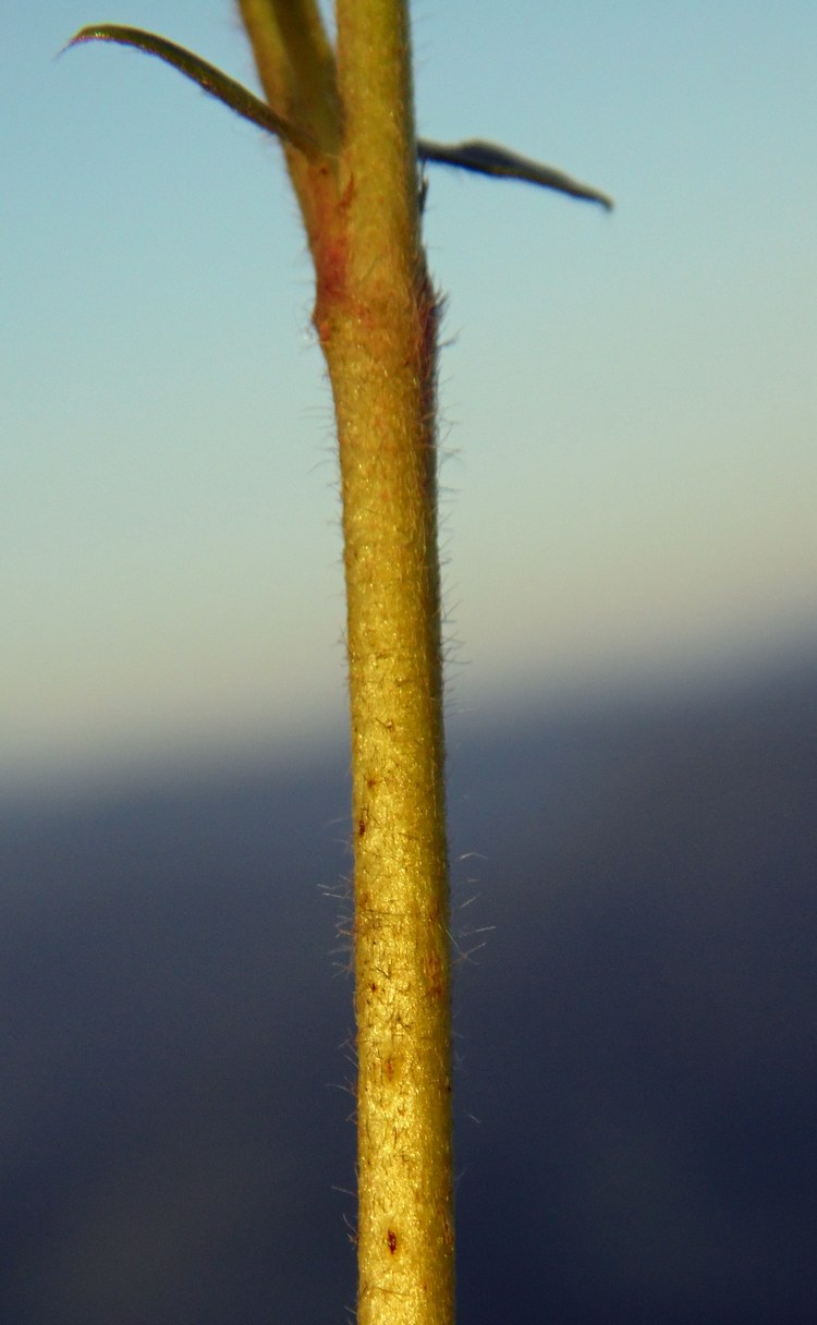 Image of Anthyllis lachnophora specimen.