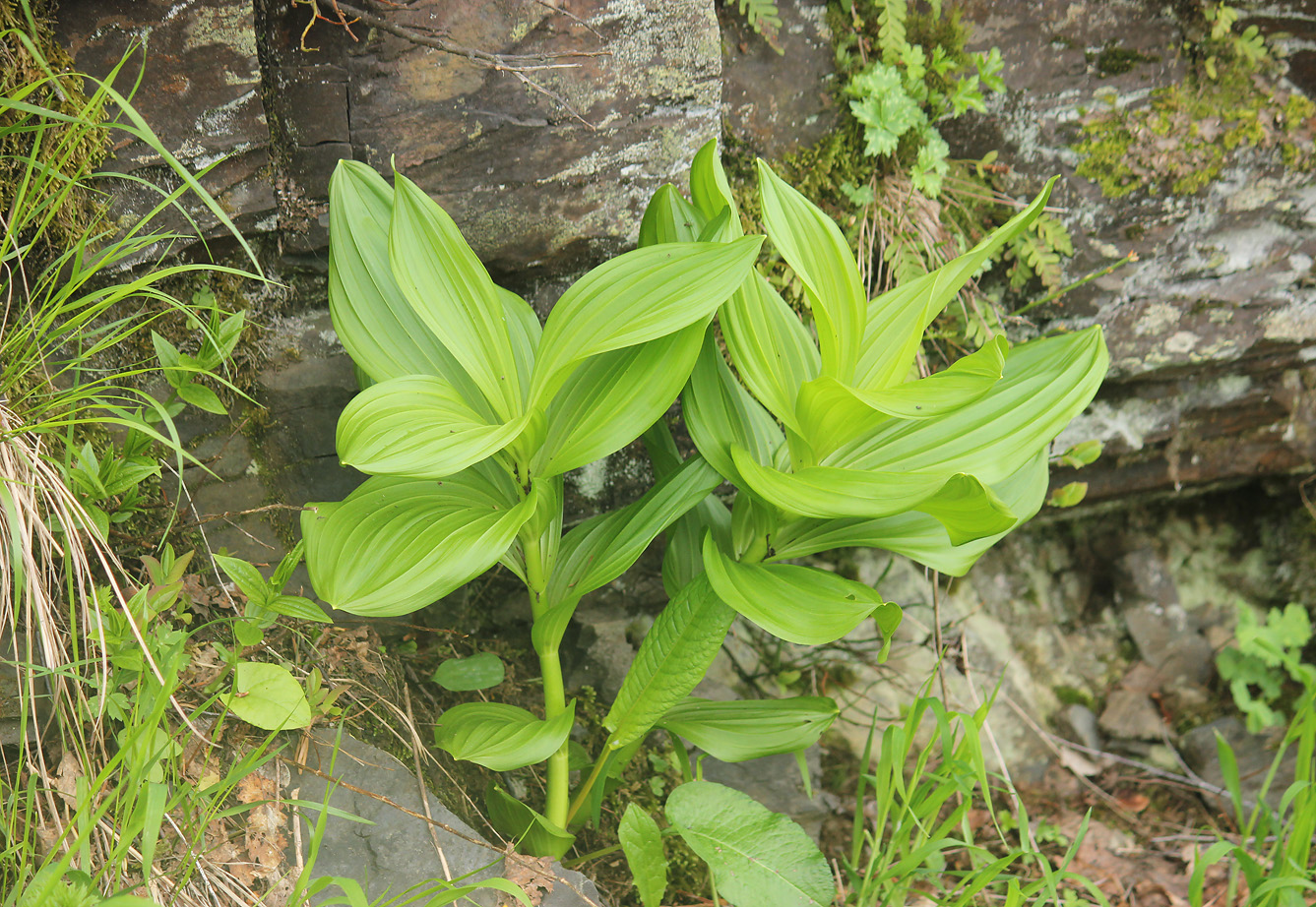 Изображение особи Veratrum lobelianum.