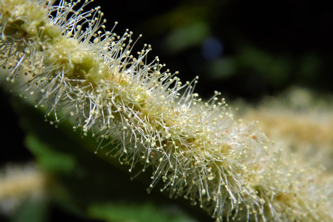 Image of Castanea sativa specimen.