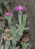 Ruschia perfoliata. Верхушки побегов цветущего и плодоносящего растения. Израиль, Шарон, г. Тель-Авив, ботанический сад \"Сад кактусов\". 01.07.2019.