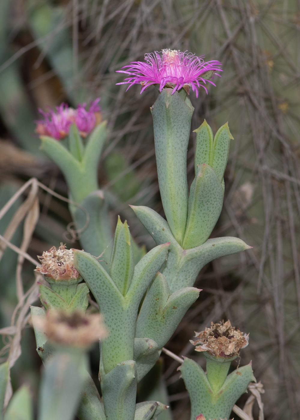 Изображение особи Ruschia perfoliata.