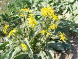 Senecio buschianus