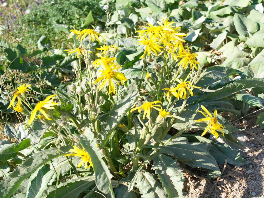 Image of Senecio buschianus specimen.