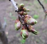 Cerasus avium. Побег с распускающимися почками. Курская обл., Железногорский р-н, пос. Каменец, дачи Жуковец. 24 апреля 2010 г.