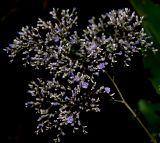 Limonium coriarium