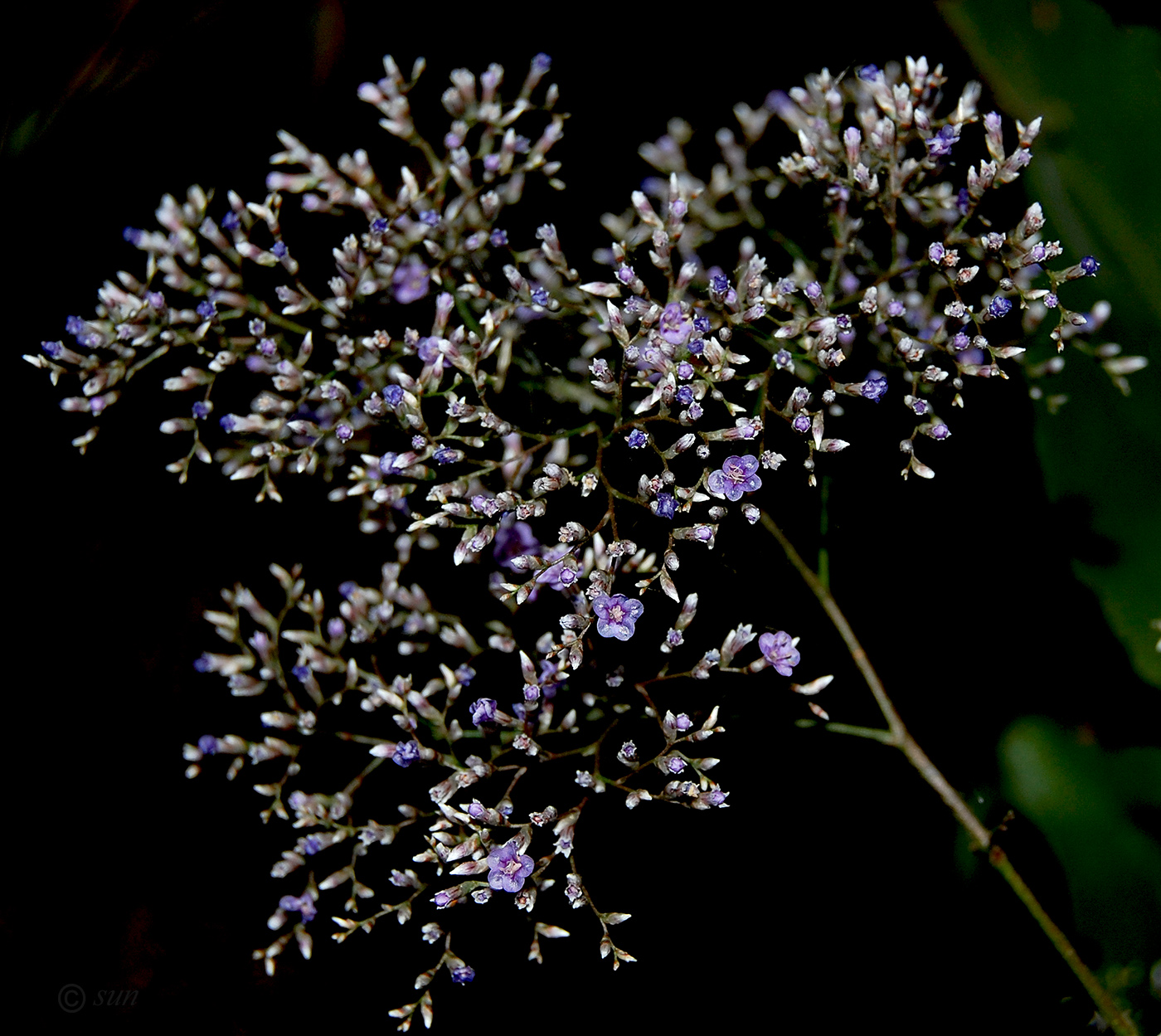 Image of Limonium coriarium specimen.