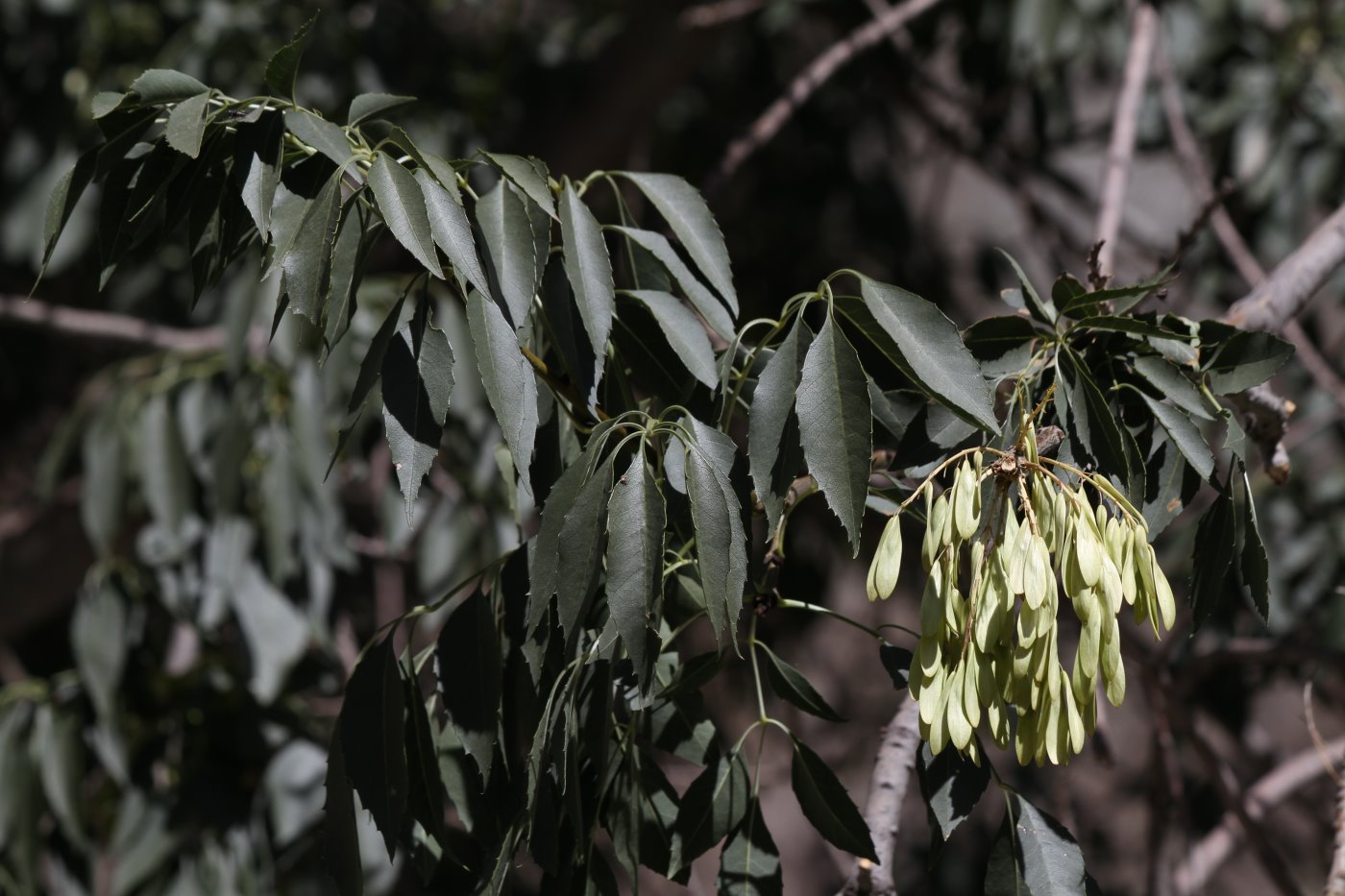 Изображение особи Fraxinus sogdiana.