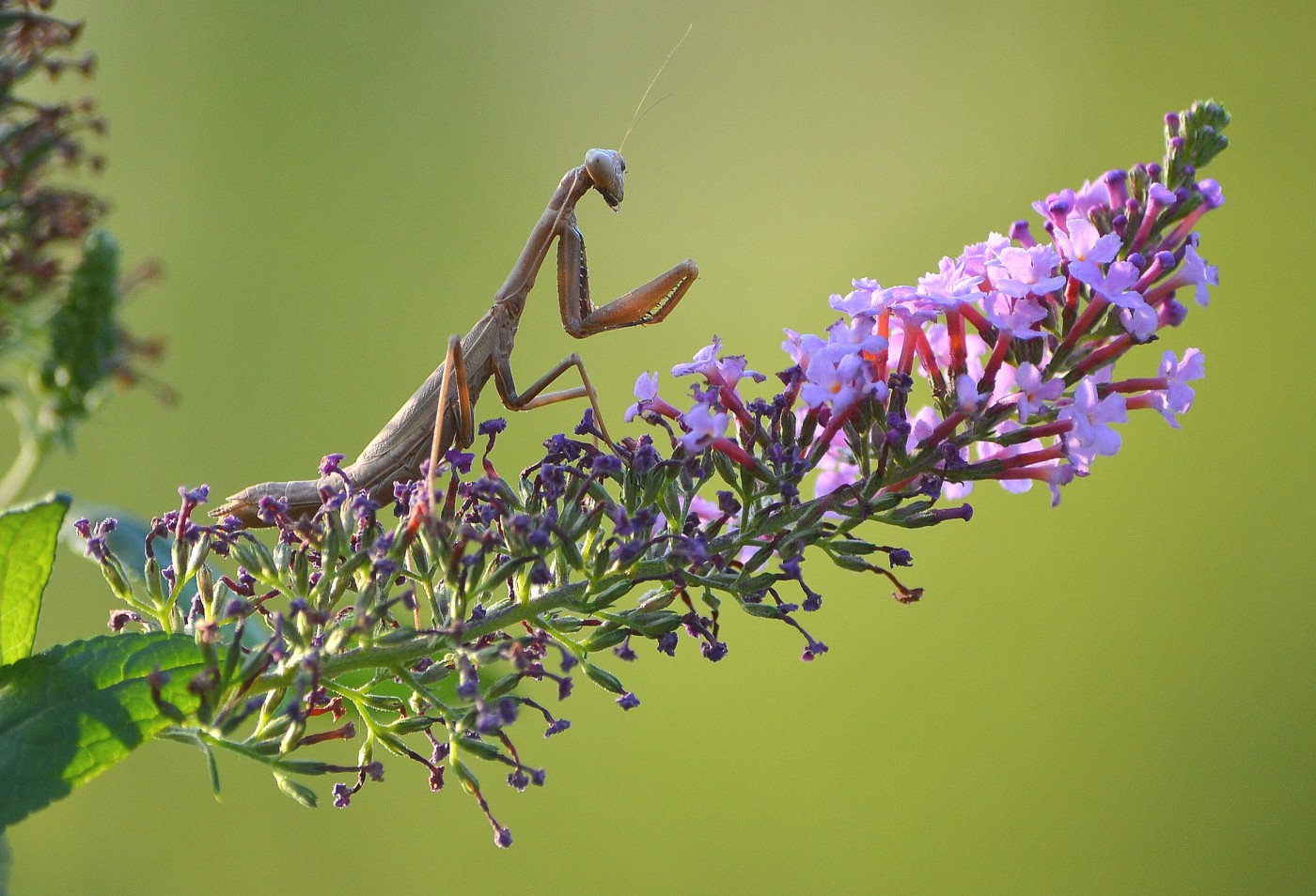 Image of Buddleja davidii specimen.