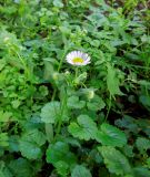 Смотреть изображение Erigeron annuus