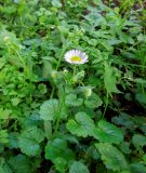 Erigeron annuus. Верхушка цветущего растения в окружении Glechoma hederacea (высота не более 20 см). Москва, Перово, Перовский парк, периодически окашиваемая поляна. 20.06.2014.