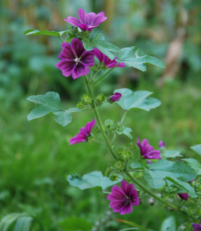 Image of Malva mauritiana specimen.