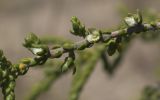 Thymelaea hirsuta
