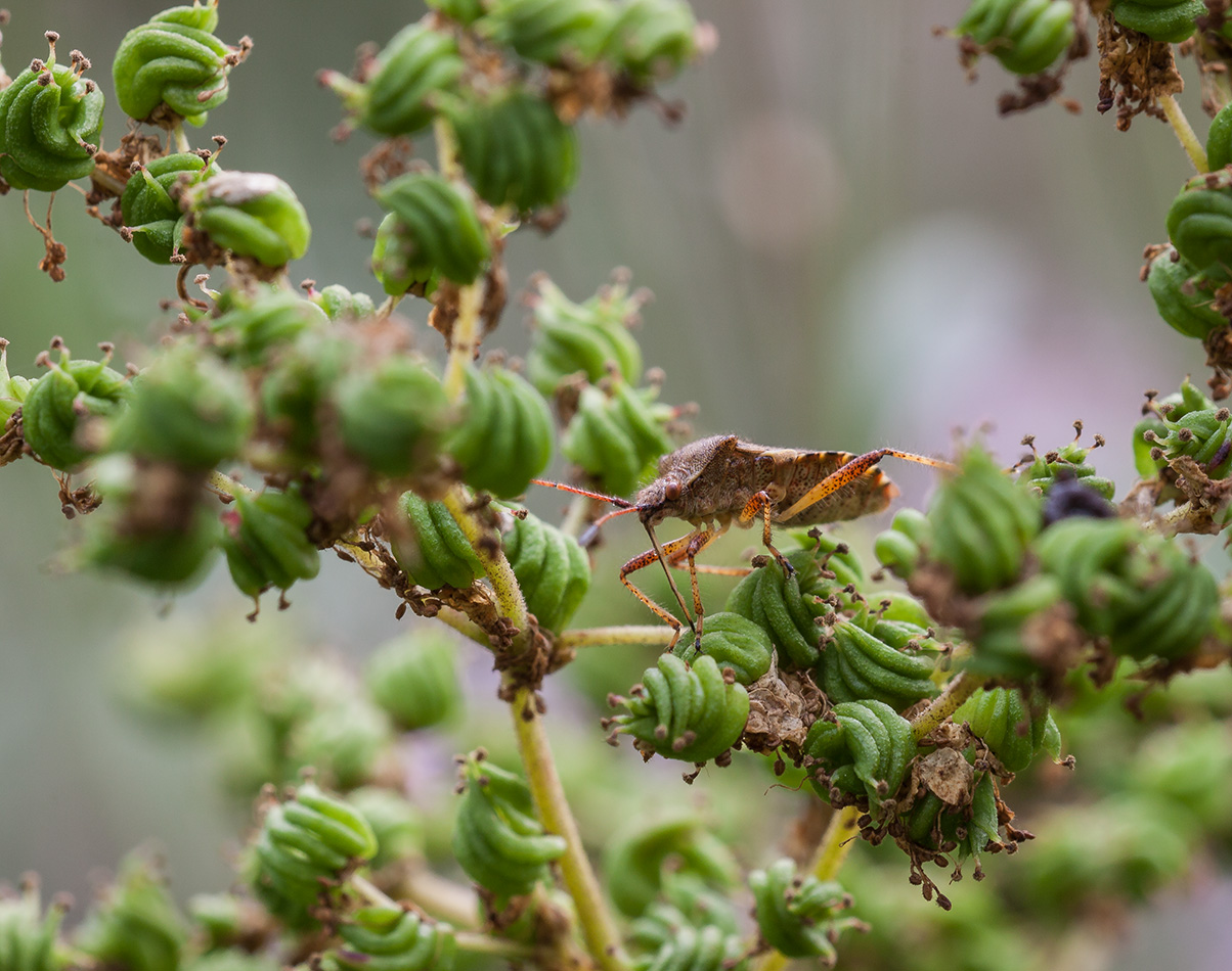 Image of Filipendula ulmaria specimen.