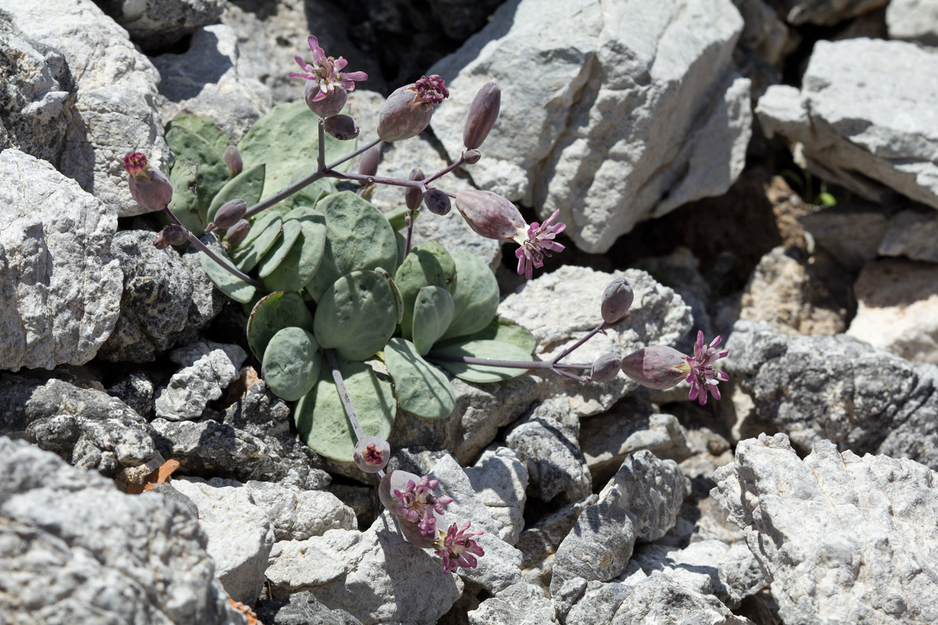 Image of Oberna variegata specimen.