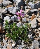 Dracocephalum scrobiculatum. Цветущее растение. Таджикистан, Фанские горы, перевал Талбас, ≈ 3600 м н.у.м., осыпающийся каменистый склон. 01.08.2017.