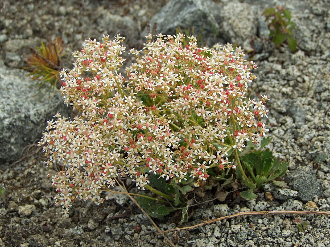 Image of Micranthes punctata specimen.