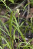 Carex pallida. Верхушка цветущего побега. Сахалинская обл., Охинский р-н; п-в Шмидта, отроги горы Три Брата, юго-западный склон сопки Сухарная, распадок. 14.07.2017.