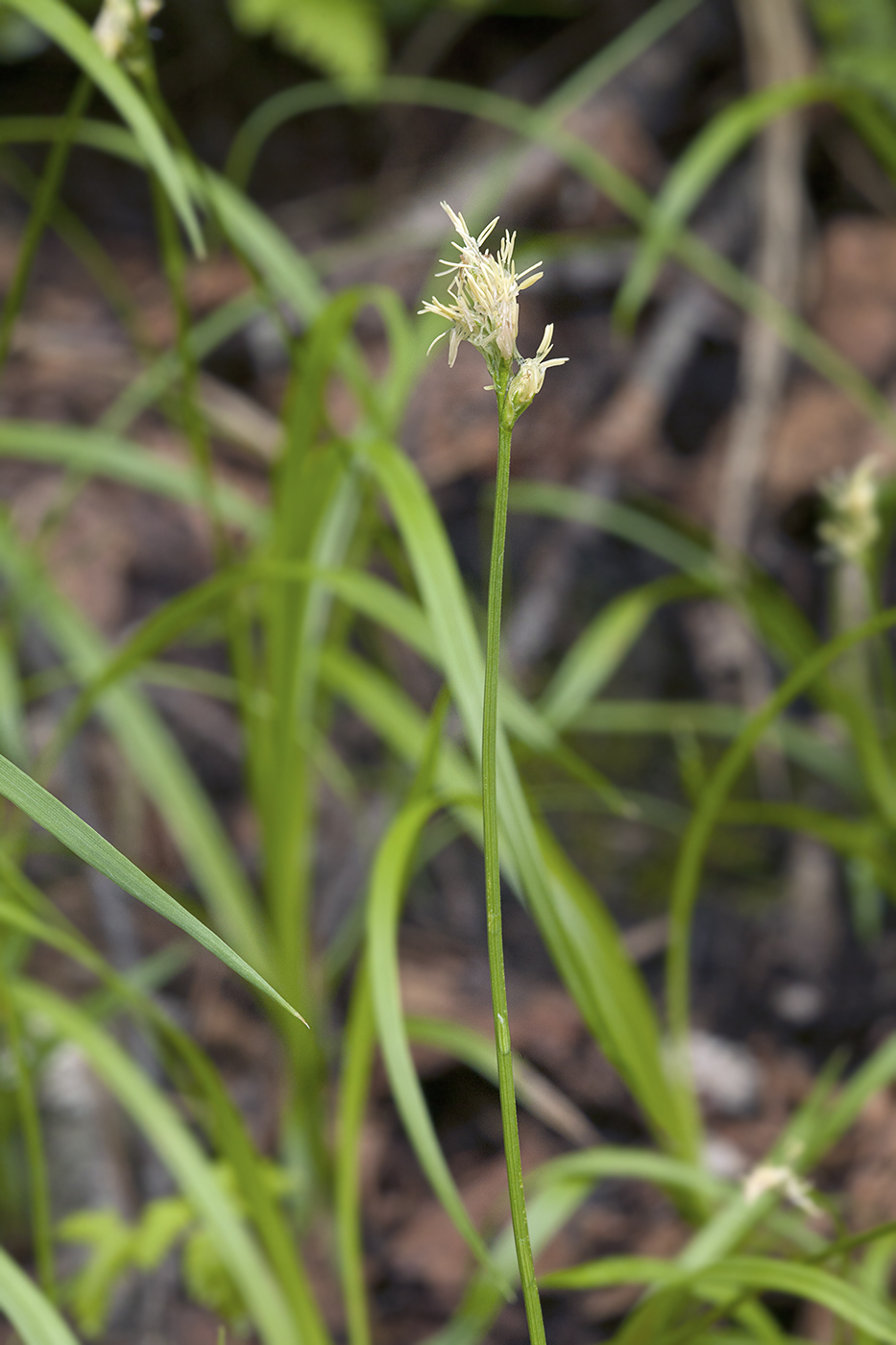 Изображение особи Carex pallida.