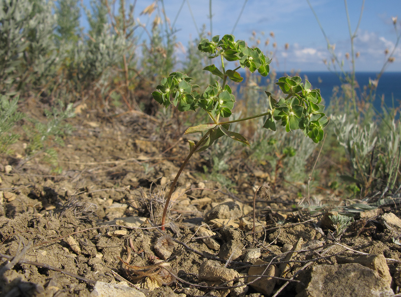 Image of Euphorbia falcata specimen.