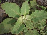 Verbascum phlomoides