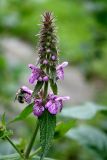 Stachys aspera