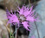 Dianthus superbus. Цветок и бутон. Коми, Интинский р-н, Приполярный Урал, хр. Росомаха, водораздел р. Балбанъю и руч. Еркусей, западные отроги г. Чёрная, каменистое русло высохшего временного водотока. 05.08.2017.