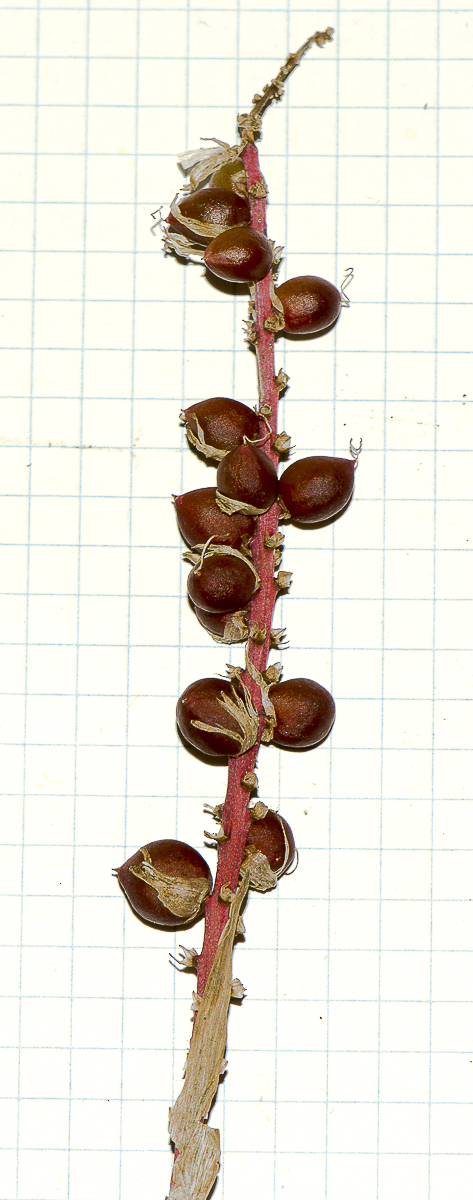 Image of Cordyline fruticosa specimen.