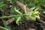 Astragalus glycyphyllos