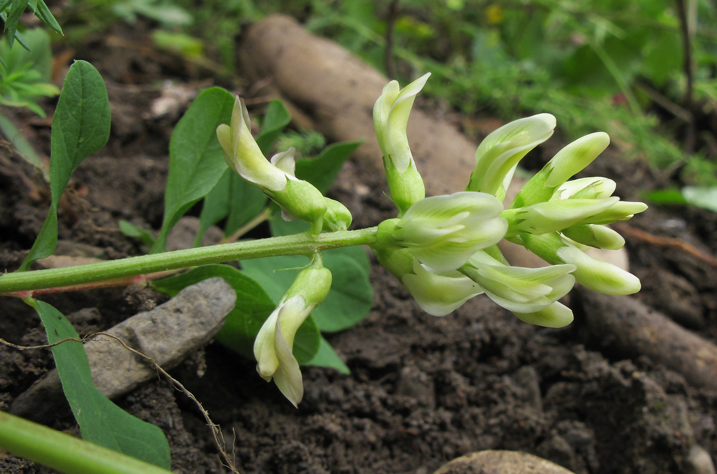 Image of Astragalus glycyphyllos specimen.