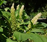 Phytolacca acinosa