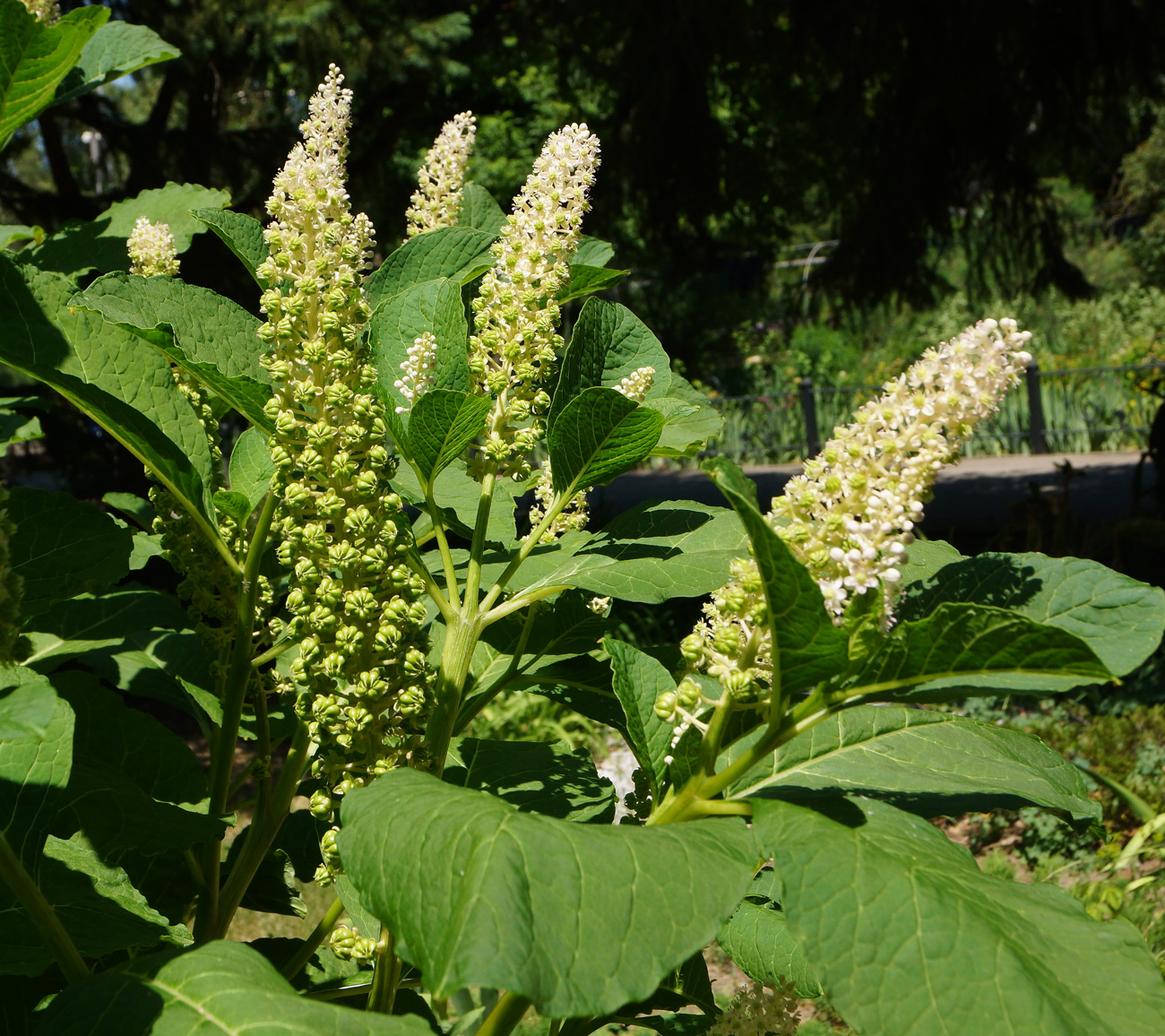 Изображение особи Phytolacca acinosa.