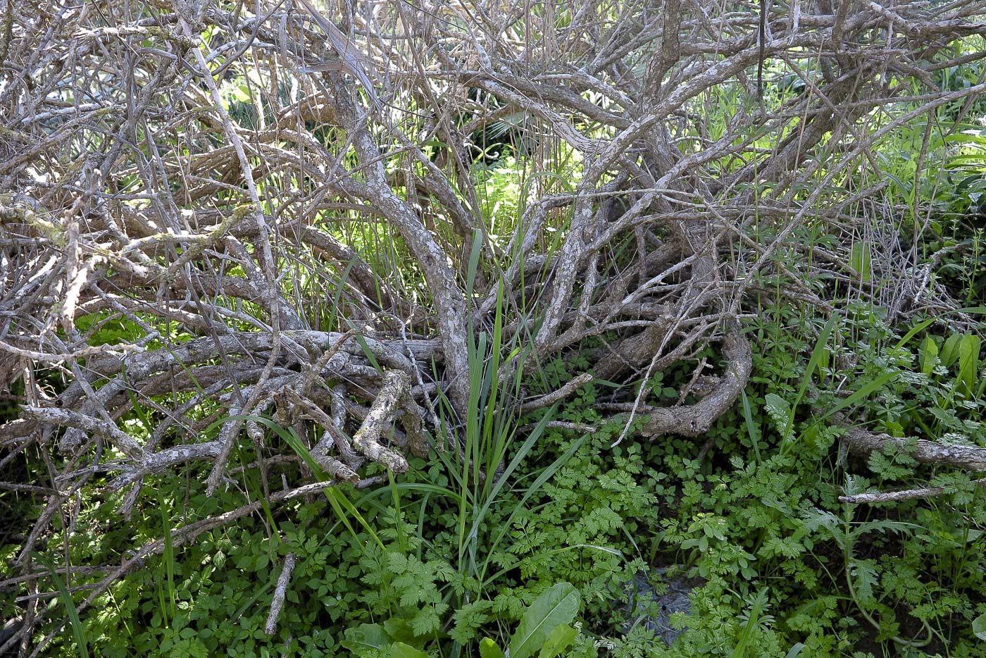 Image of Cylindropuntia leptocaulis specimen.