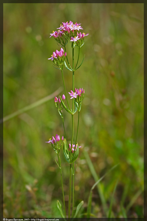 Image of Centaurium erythraea specimen.