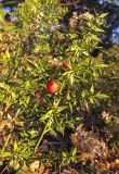 Ruscus aculeatus. Верхушка плодоносящего растения. Краснодарский край, м/о Анапа, окр. пос. Бол. Утриш, склон горы Солдатская, можжевеловый лес. 24.01.2015.