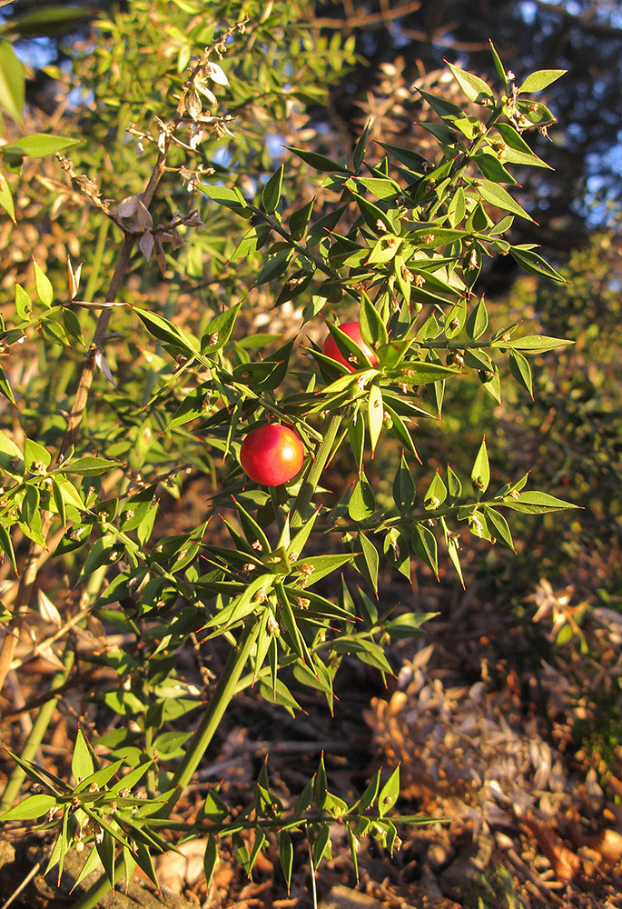 Image of Ruscus aculeatus specimen.