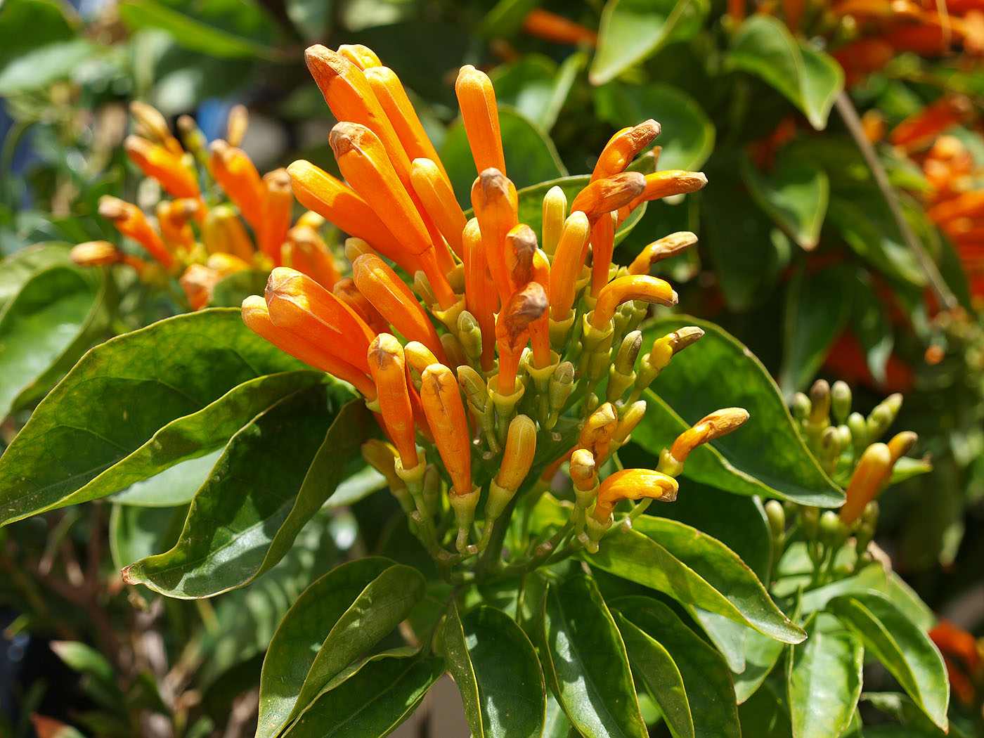 Изображение особи Pyrostegia venusta.