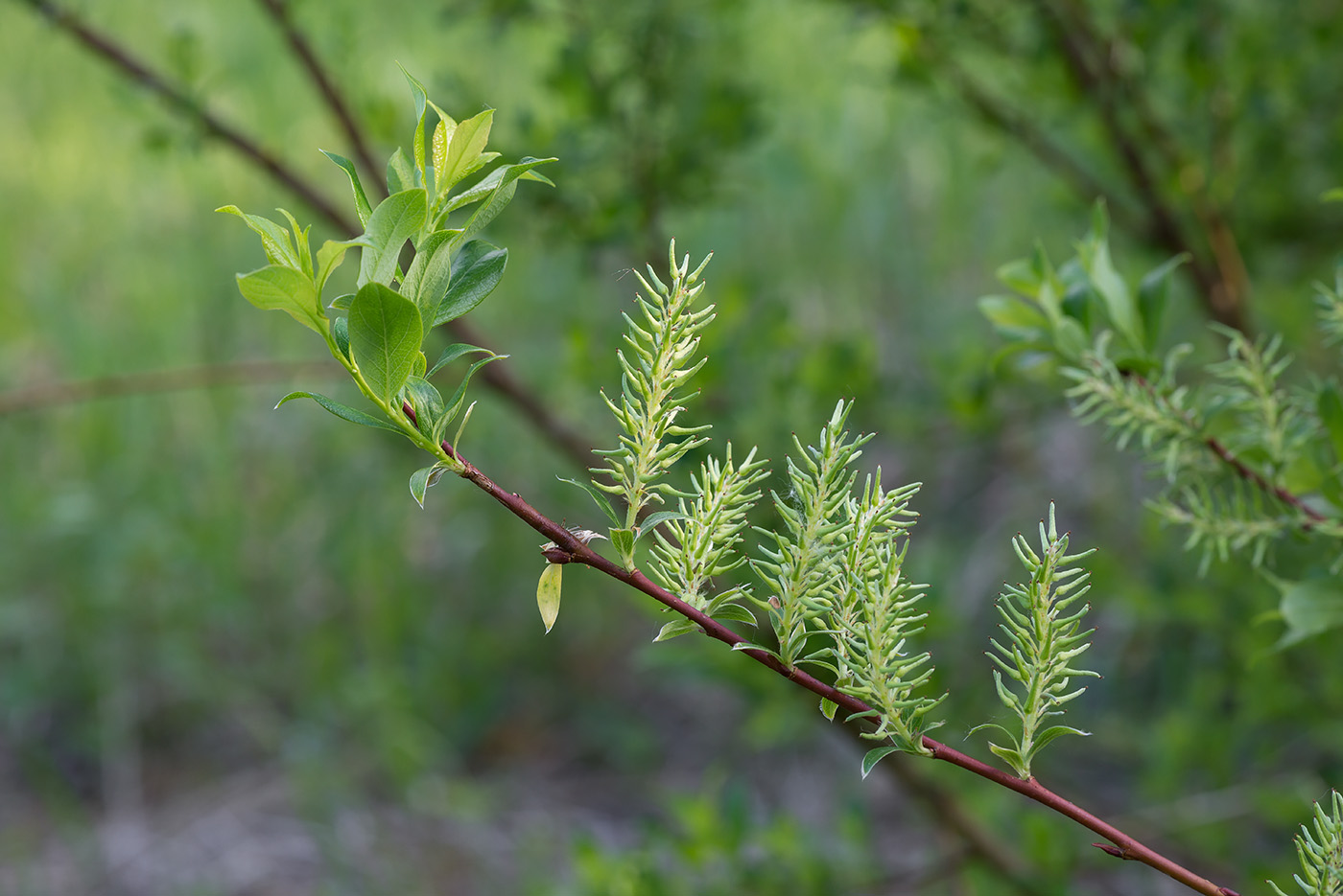 Изображение особи Salix starkeana.