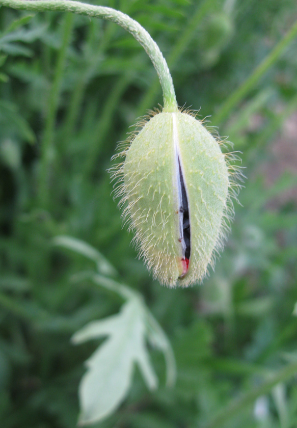 Image of Papaver commutatum specimen.