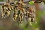 Ulmus laevis