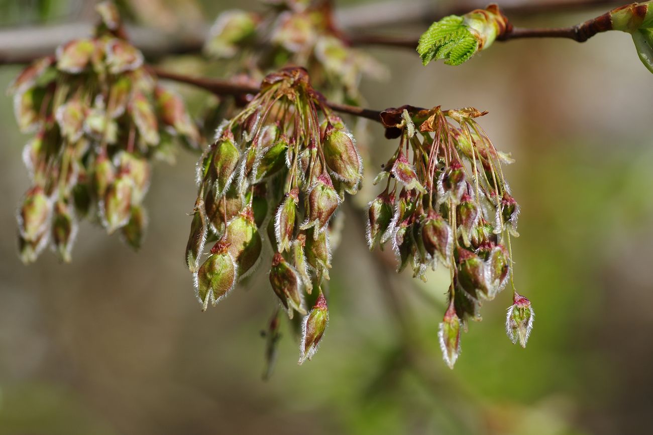 Изображение особи Ulmus laevis.